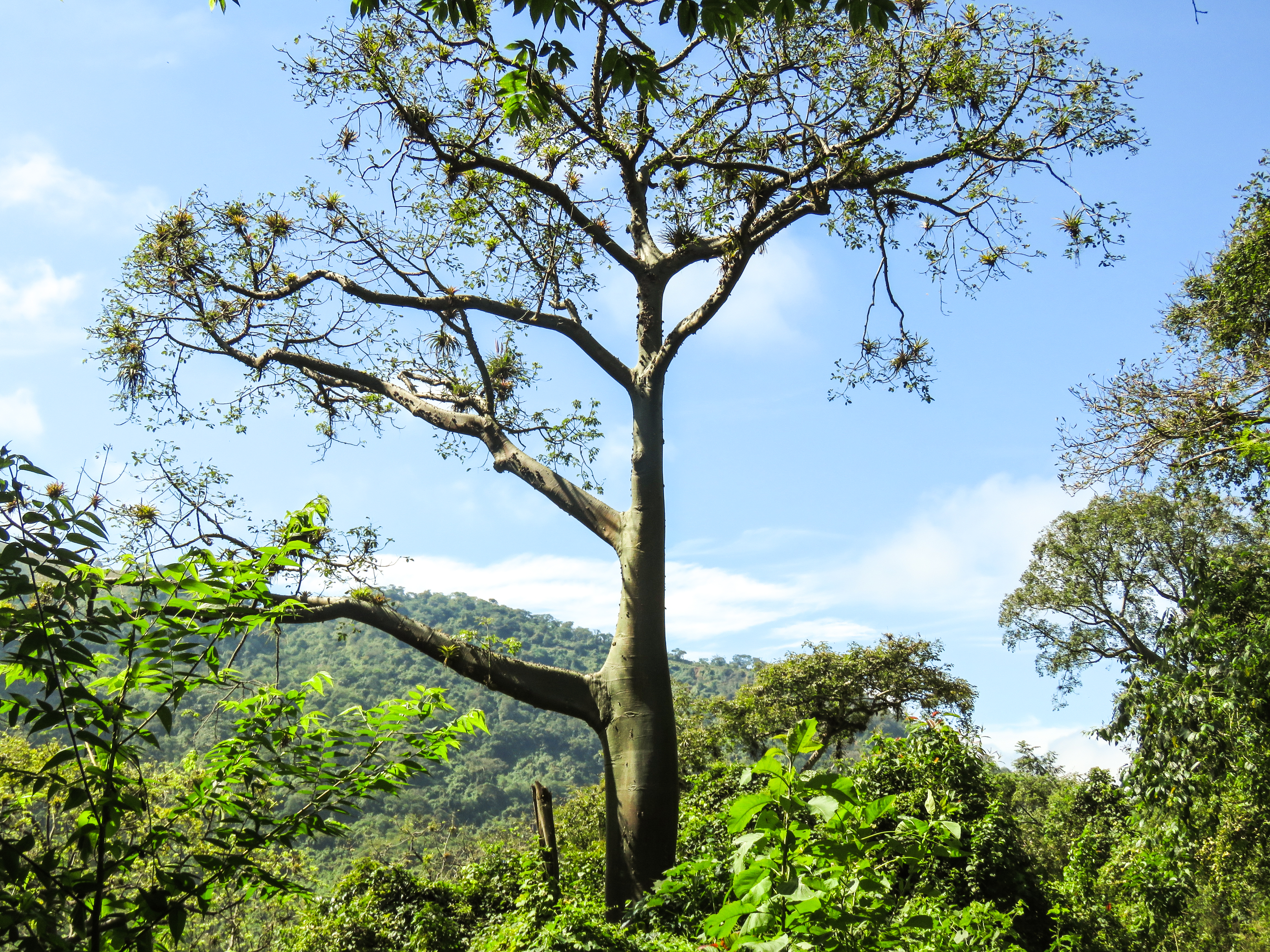 Reforestación en el bosque seco tumbesino del Ecuador